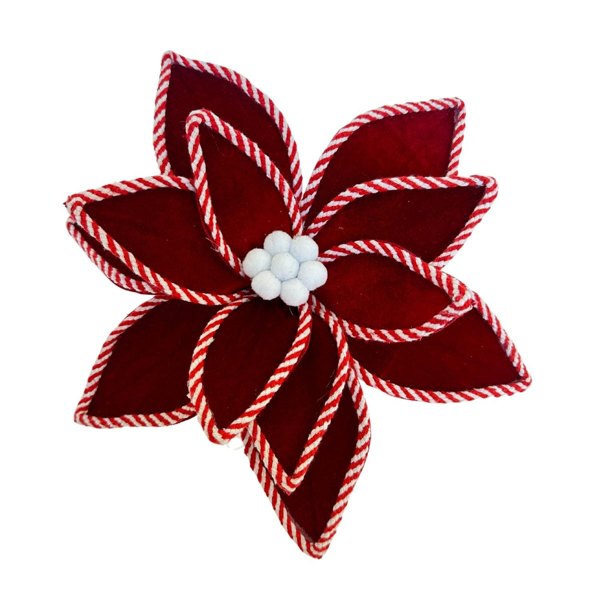 Deep Red White Poinsettia