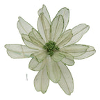 Sage Green Sheer Flower - Seasonal Decor